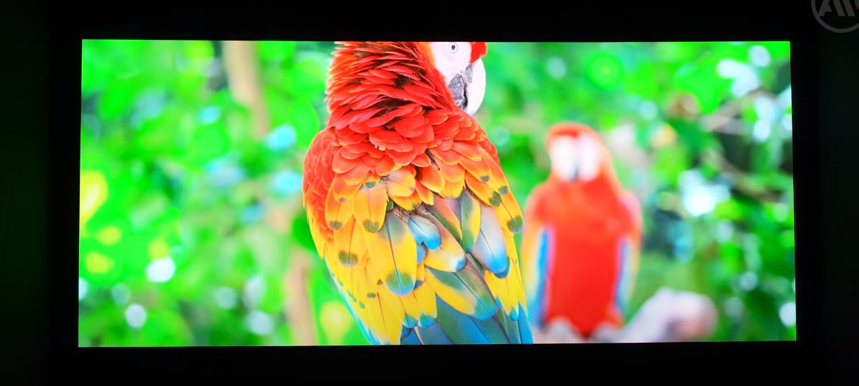 Sony GTZ380 Helles Bild mit Papagei